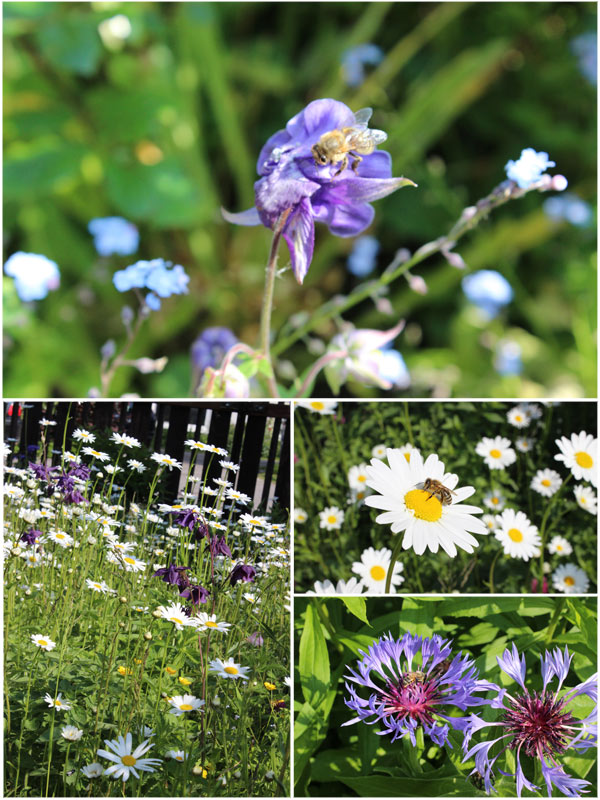 Bienen auf Blumenwiese Bienen auf Blumenwiese
